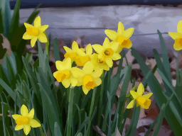 정원 daffodils 국경