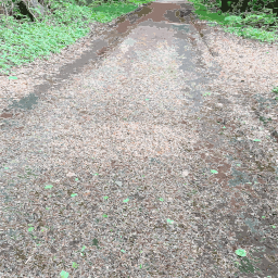 A dirt Road 에 그만큼 중간 의 a 숲