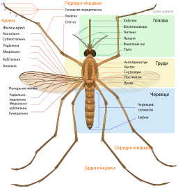 상표가 붙은 mosquito 도표