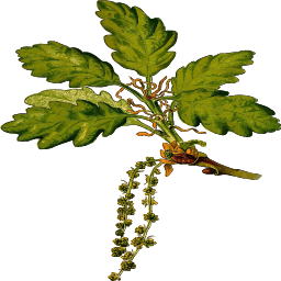 잎 베리 sprig