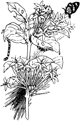 A Black And White Drawing Of A Plant