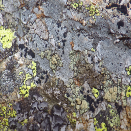 바위에 lichen