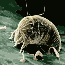 microscopic 생물