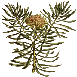 바늘 잎 botanical