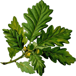 오크 잎 acorns
