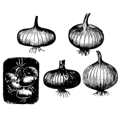 흰색 배경에 양파
