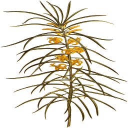 plant with yellow flowers