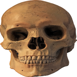 현실적인 인간 skull