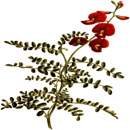 red blossom plant