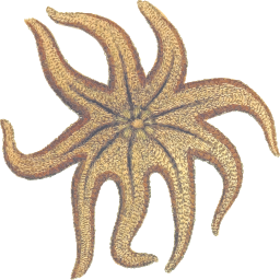 흰색 배경에 Starfish