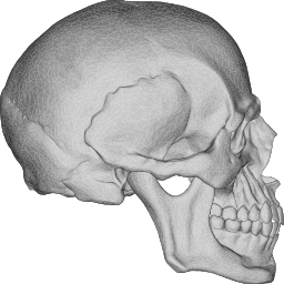 더 낮은 턱과 낮은 턱을 가진 사람의 Skull