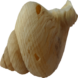 나선형 seashell