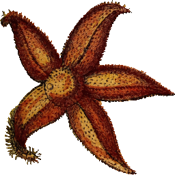 star shaped plant