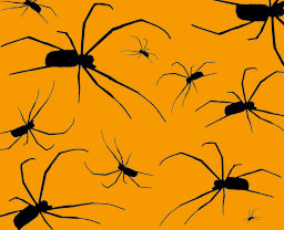 black spiders on orange