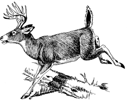 경계 antlered deer silhouette