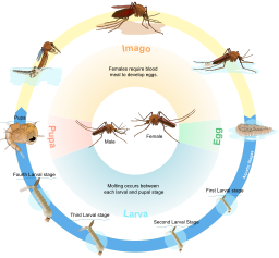 mosquito 생활 주기 도표