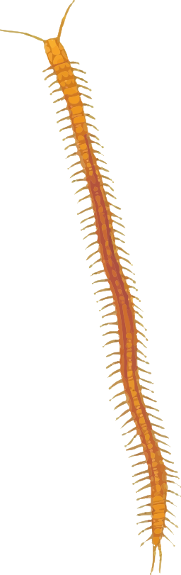 주황색 centipede 측 단면도
