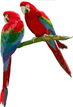 scarlet macaws 꿰뚫는