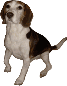 좌석된 삼색 beagle