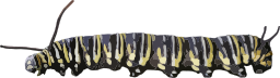 striped caterpillar