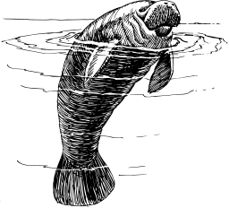 서핑 돌고래 silhouette