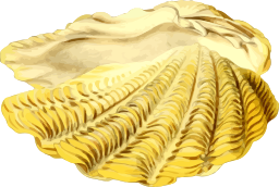 황색 scallop 포탄