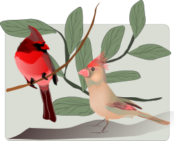 유리 항아리의 cardinals