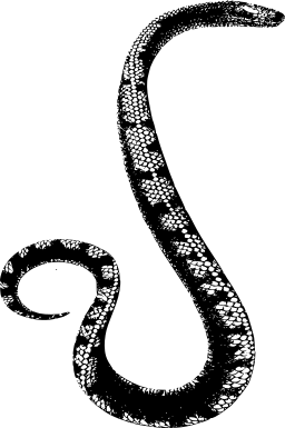 curvy calligraphic 편지 s