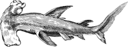 흰색 배경에 Shark Silhouetted
