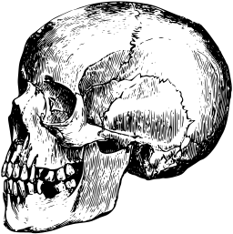 기울이는 인간 skull