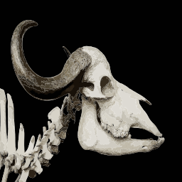 동물 skull silhouette