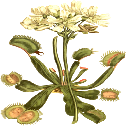 botanical 삽화 꽃