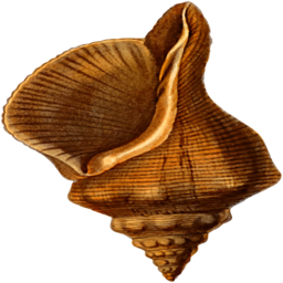 A Seashell 에 A 검정 배경