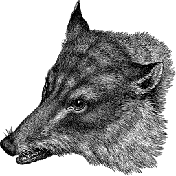 coyote 동물 일러스트