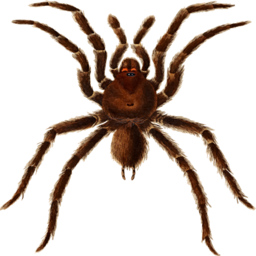 큰 갈색 tarantula 거미