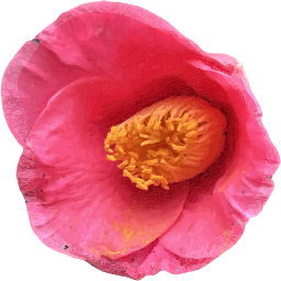 꽃잎과 핑크 꽃