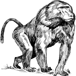 A Baboon 에 검정 과 화이트