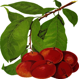 Cherry 과일 일러스트