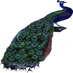 상세한 peacock 깃털