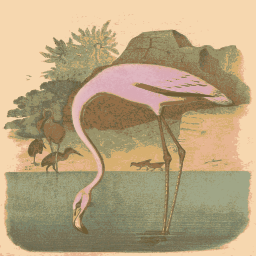 flamingo 서 한 다리