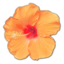 hibiscus 꽃 일