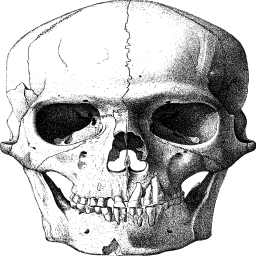 다수 skulls 삽화