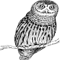 An Owl 앉아 에 A 지점