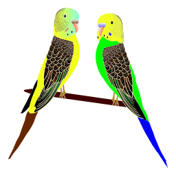parakeets의 쌍