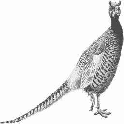 pheasant 새 일