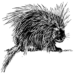 porcupine 그림