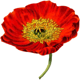 빨간 poppy 꽃 2
