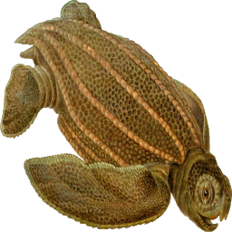 큰 갈색 과 검정 Turtle 에 A 화이트 배경