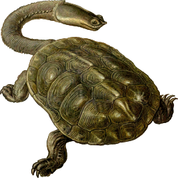 turtle 와 패턴