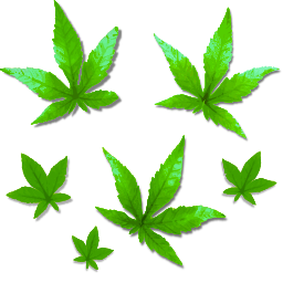 흰색 배경에 Marijuana 휴가의 다양성